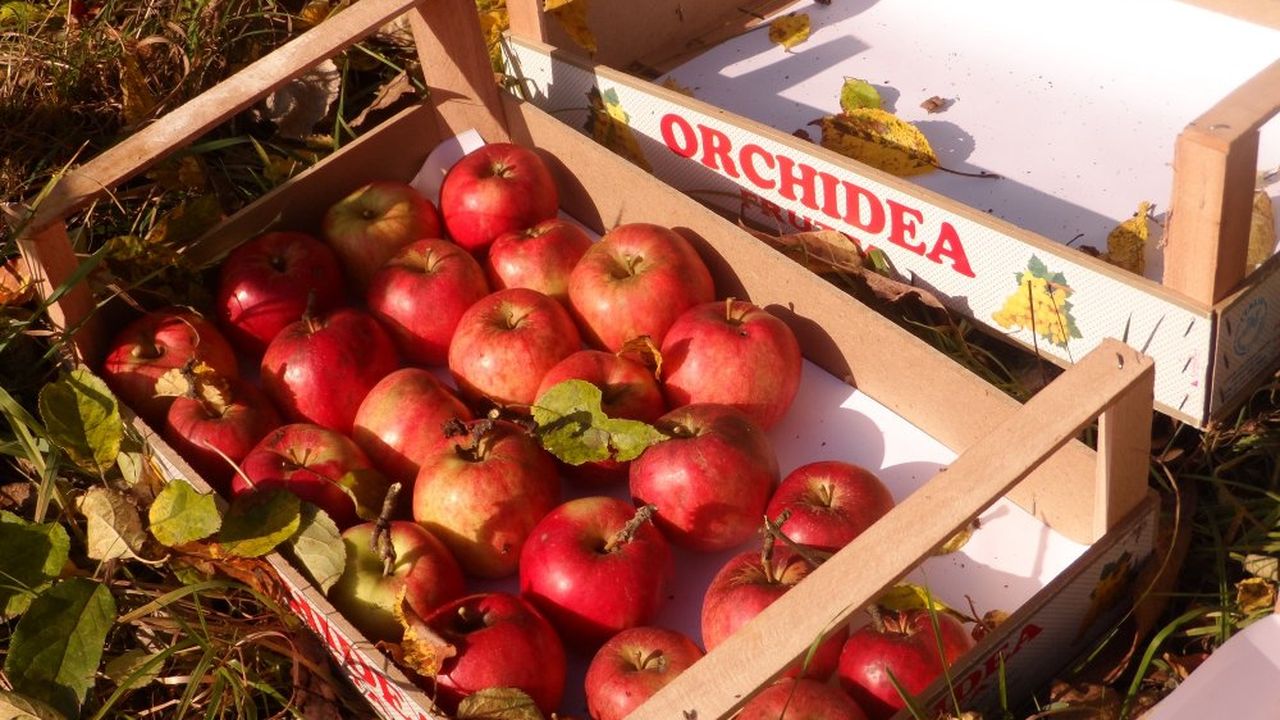 Apfelernte Apfelernte